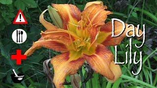 Day Lily: Edible, Medicinal, Cautions & Other Uses