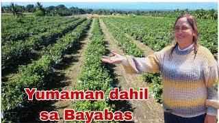 Diskarte para Mabilis Yumaman sa Bayabas | From 2 Hektar to 14 Hektars Bayabas Farm