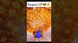 Respect#shorts #respect #amazing #viral