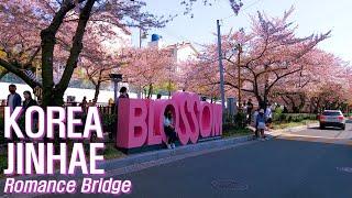 [4K] 경남 진해 여좌천 로망스다리 벚꽃 산책/Walk the romance bridge in Jinhae, famous for cherry blossoms in Korea