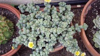 5 Things you didn't know about Succulents- Delosperma Lehmannii