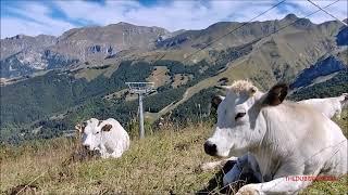 UNA MANDRIA DI MUCCHE PIEMONTESI AL PASCOLO AL COLLE DI TENDA (LIMONE Pte.) SAB. 14 - 9 - 2024.