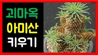 괴마옥과 아미산 비교 및 키우는법