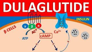 Dulaglutide - Mechanism, side effects, precautions & uses