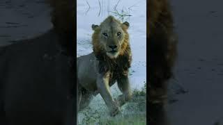 2 Lions vs 1 Croc! | National Geographic