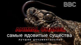 Самые ядовитые животные мира. Природа нашей планеты.Документальные фильмы.