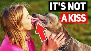 Reason Why Dog Licking To You Is Actually Horrible | Dog Common Myths