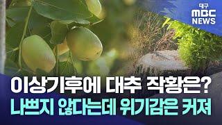 이상기후에 대추 작황은? 나쁘지 않다는데 위기감은 커져 | 대구MBC뉴스