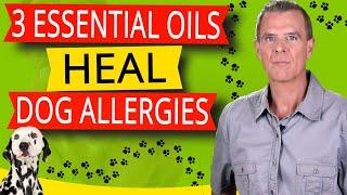 Essential Oils To Treat Dog Allergies (Dogs Itchy Skin, Ear Infection and Inflammation - Recipes)