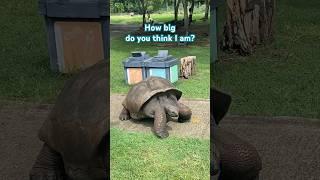 Gigantic tortoise in Mauritius - how big do you think it is? #tortoise  #gianttortoise #mauritius