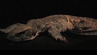 Monitor Lizard Decomposition Time Lapse | BBC Earth