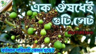 আম গাছের মুকুল ও গুটি ঝরে যাচ্ছে কিভাবে প্রতিরোধ করা যায় | আম গাছের পরিচর্যা //nature farm