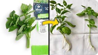 Free Basil plant from supermarket branches