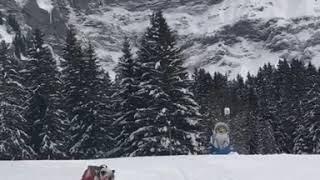 Bulldog Rides Sled Down Snowy Mountain - 1020879-1