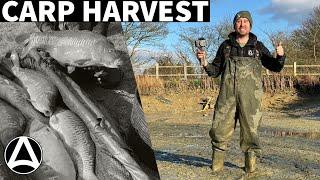 Stock pond drain down ( the future of Carp Fishing)