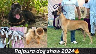 Rajpura Dog Show 2024 | Cheapest Dog Market ‼️ | First Dog Show In Punjab This Season 2024 |