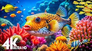 Aquarium 4K VIDEO (ULTRA HD)  Beautiful Coral Reef Fish - Stress Relief Relaxing Meditation Music