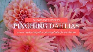 PINCHING: DAHLIA FLOWER GROWING TIPS (UPDATED) - How to "Pinch" Dahlias for More Blooms!