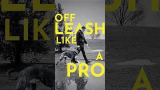How to teach your dog to walk with you even when off leash #dogtraining