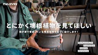 塊根植物を一挙にご紹介！コーデックスがある暮らし。｜パキポディウム｜グラキリス｜ユーフォルビア