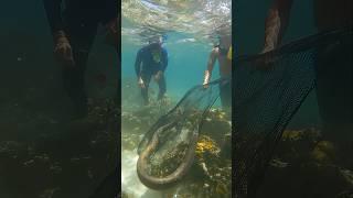 Coral Reef Shock! Diver Catches Giant Sea Snake  #OceanExploration #UnderwaterEncounter