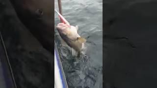 Big Cod Norway  MK Fishing Adventures #fishing