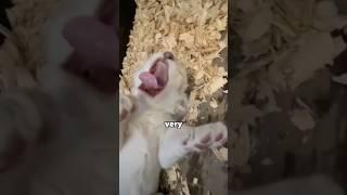 The dog rejected by its mother? #love #pets #cute #animals #shorts #lion