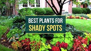 Best Plants to Grow in Shady Spots 