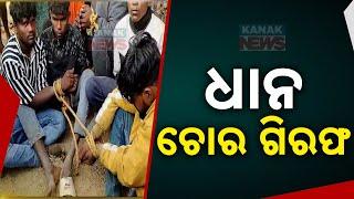 Villagers Nab 8 Thieves Stealing Crops In Bargarh's Attabira