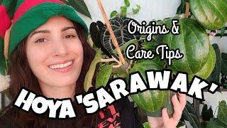 Hoya latifolia sp. 'Sarawak' Origins & Care Tips!  12 Days of Plantmas Day 10 ️