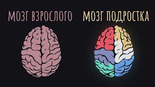 Вот почему подростком быть трудно. Всё дело в мозге / #ТЕДсаммари