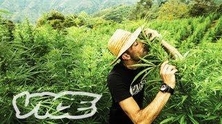 Kings of Cannabis: Part 3/3 (Documentary)