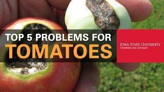 Top 5 Problems You Could Have When Growing Tomatoes