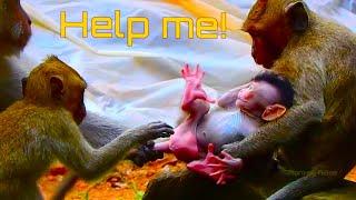 cute newborn monkey Devi calling for help from mom Dee Dee