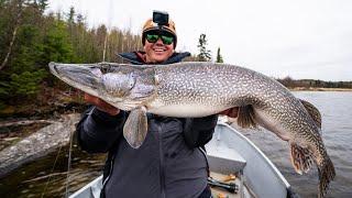 Giant Canadian Pike