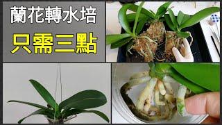 蘭花轉水培，只需做好三步就成功15／5／2022