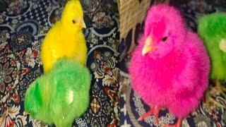 World Cute Chickens, Colorful Chickens, Rainbow Chickens, Cute Animals, Razi Ali Vlogs