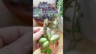 Why should we let cuttings callus in propagation?  #succulent #cactus #propagation #houseplants