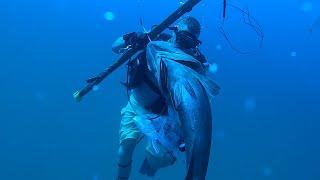 Hunting big black grouper and red snapper with sharks ￼