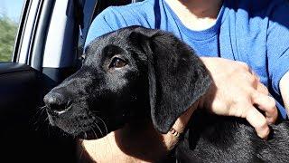 Labrador Puppy Goes To The Vet!!