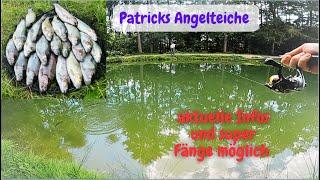 Forellenangeln im Sommer Ultralight Angeln mit Gummiköder Powerbait Patricks Angelteiche Forellen