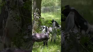 Mid day snack  #goats #goatkids #pastureraised