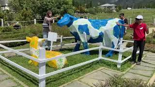 DESA DAIRY FARM KUNDASANG SABAH