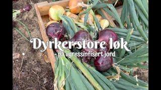 Dyrker store løker på ugressinfisert jord