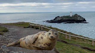 Seals at Godrevy Lighthouse, Cornwall and Gwithian Beach