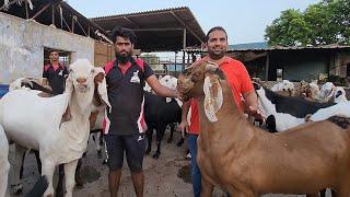 The King Of Heavy Goats In India | KP Goat Farm | The Heavy Self Feeding Goats India.