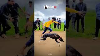 dog res Kolhapur| Dog Race | Kolhapur Dog Racing/Dog Race Maharashtra/Dog Race kolhapur #shorts