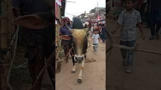 Big cow|the world cow|America Brahman cow|gabtoli gorur haat|biggest cow|#cow_cattle_in|#cow|#bull