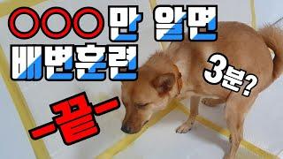 강아지 배변훈련 시키기. 실수없이 교육 하는 방법