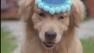 Golden Retriever Luhu：Today is my birthday~#dog #puppy #pet #cutedog #goldenretriever